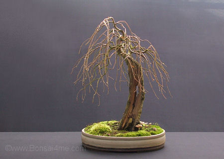 birch bonsai